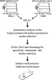 cancer stem cells (cscs) have been demonstrated in a variety of tumors and are thought to act as a clonogenic core for the genesis of new tumor growth. Proteomic Surfaceome Analysis Of Mesothelioma Lung Cancer