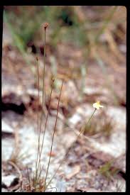 Image result for Xyris parvula