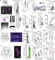 Inputs to the locus coeruleus from the periaqueductal gray and  rostroventral medulla shape opioid-mediated descending pain modulation |  Science Advances