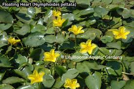 Image result for Nymphoides milnei