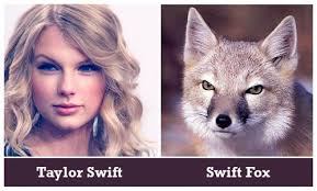 Image result for Like A Fox: