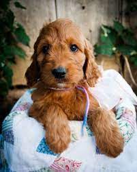 Irish Doodle Puppies Irish Doodle Irish Setter Puppy Puppies And Kitties