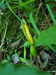 Maybe you would like to learn more about one of these? Peltandra Virginica Green Arrow Arum Tuckahoe North Carolina Extension Gardener Plant Toolbox
