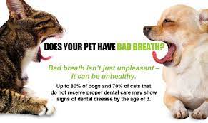 Maintain Proper Dental Hygiene Pet Dental Care Pet Dental Month Pet Dental Health