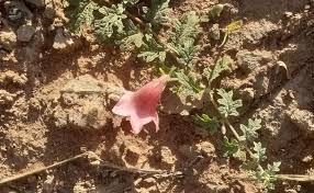 Image result for Dicerocaryum eriocarpum