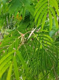 Image result for Acacia cornigera