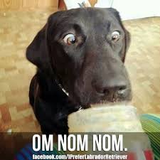 Labrador Black Funny Labradors Labrador Tips Labrador Love Labrador Facts Dog Photos Dog Pic Labrador Retriever Labrador Labrador Retriever Funny