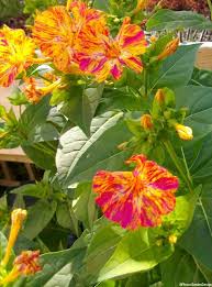 We did not find results for: The Four O Clock Plant Plants To Tell The Time Plant Facts