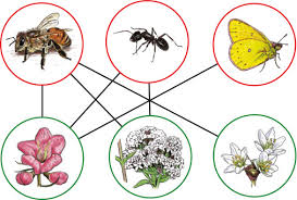 The butterflies are important for many types of flowers, because they take care of pollination. Mutualism And Biodiversity Sciencedirect