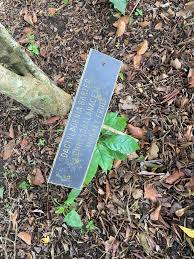 Image result for Dactyladenia