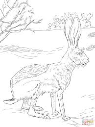 Antelope Jack Rabbit Super Coloring Bunny Coloring Pages Rabbit Painting Animal Coloring Pages
