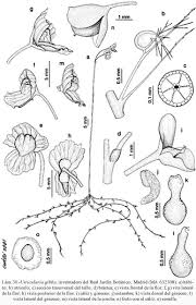 Image result for Utricularia gibba