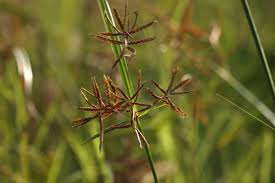 Image result for Cyperus rotundus