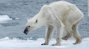 The changing climate with its more extreme weather is affecting many plant and animal species, disturbing their habitat and disrupting ecosystem functioning. Emaciated Polar Bear What S To Blame Cnn Video