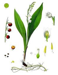 Le muguet est toxique pour de nombreux animaux • intoxication par la nicotine chez le chat. Muguet De Mai Wikipedia