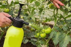 I discovered this product after reading a few gardening forums. The Most Effective Fungicides For Tomatoes 12 Best