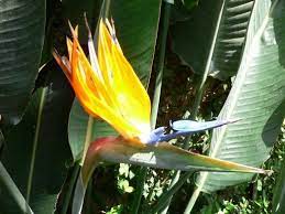 Pin On Garden