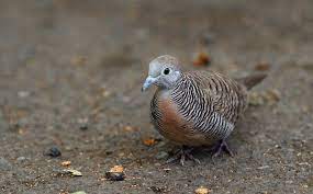 15 Makanan Burung Perkutut Agar Rajin Bunyi Dan Cepat Gacor Burungnya Com