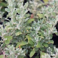 Image result for Rhagodia