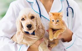 These pets account for a majority of the revenue brought into veterinary practices throughout the united states. Spay Day Why Spaying Your Pet Is Important Sunset Veterinary Clinic