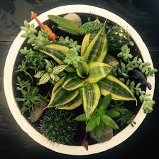 Cactus bowl was created in 1994. How To Make A Succulent And Cactus Planter Bowl For Keeps Blog