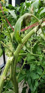 Tomato plant cuttings will have roots within a week. Broken Tomato Plant 707719 Ask Extension