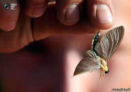 صور الخنفساء الذهبية الذبابة طويلة الذيل شبكة أبو نواف Plague Photo Animals