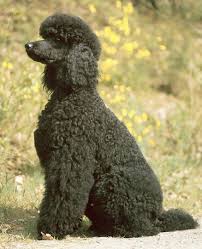 Check spelling or type a new query. Poodle Wiki Small Dogs Amino