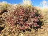 Image result for Leucosphaera bainesii