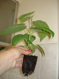 El kiwi (actinidia deliciosa) es una planta originaria de china, sobre todo de las partes meridionales y centrales, en los bosques de montaña en 800 a la planta de kiwi es una parra que puede alcanzar los 9 metros de altura y sus hojas alternas y pecioladas se caracterizan por presentar un haz de color. Viata Unui Pui De Kiwi Meme