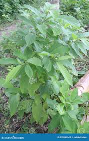 Image result for Vernonia adoensis
