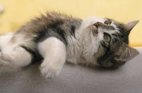 __ dort kann man toll toben. Katzenwunder Geburt Trotz Sterilisation