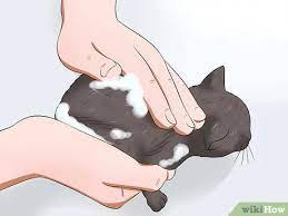 Comment Eliminer Les Puces D Un Chaton Sans Produit A Application Locale