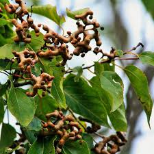 Image result for Hovenia dulcis