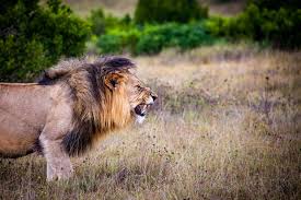 On the african savannah it is survival of the fittest, so animals must be fast in order to hunt, or fast in order to avoid the hunters. Awesome African Animal Encounters To Add To Your Bucket List The Bucket List Project