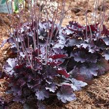Check spelling or type a new query. The Best New Shade Perennials For 2014 Shade Plants Shade Perennials Part Shade Plants