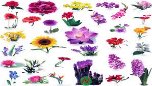 This will help you to learn the tamil names of some of the flowers. Greens Or Leafy Greens Names Meaning Image Necessary Vocabulary Necessary Vocabulary