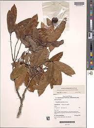 Image result for Monoon