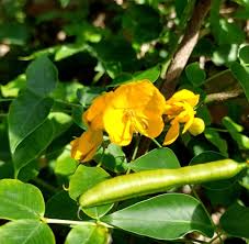 Image result for Fabaceae subfamily Caesalpinioideae