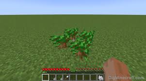 Dark Oak – Minecraft Wiki