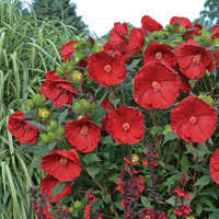 Heavy bloomer that keeps flowering into fall. Hibiscus Evening Rose Ppaf Cpbraf Perennial Resource