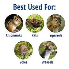 This little lady is a real taxidermy tree rat that unfortunately came into contact with an overly playful cat. Havahart 0745 One Door Animal Trap For Chipmunk Squirrel Rat And Weasel X Small Amazon In Garden Outdoors