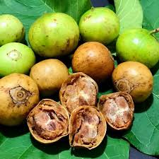 Image result for Vangueria madagascariensis