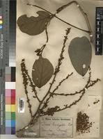 Image result for Leptoderris