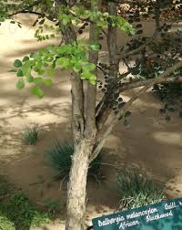 Image result for Dalbergia melanoxylon