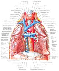Main Bronchi With Pulmonary Arteries And Veins In Situ Kedokteran Biologi Medis