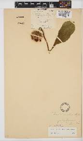 Image result for Vernonia gerberiformis