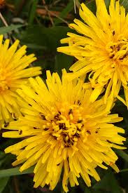Image result for Taraxacum sp.