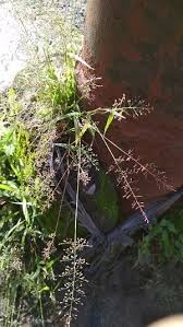 Image result for Eragrostis japonica