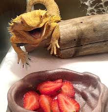 Herb plants are readily available all. Help My Bearded Dragon Won T Eat Greens Reptifiles